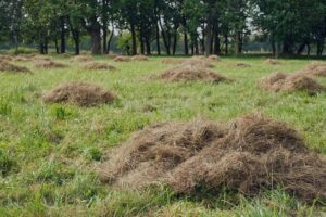 cut-dried-grass-animal-feed-close-up-selective-focus-pile-dry-grass-hay-agriculture-mowing-grass-park-care-landscape_166373-1664