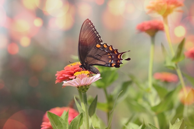 mesmerizing-macro-picture-little-black-satyrium-butterfly-pink-flower_181624-27555