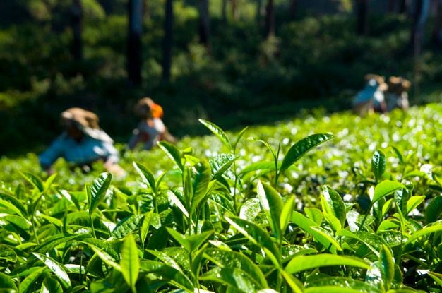 tea-pickers-working-kerela-india_53876-42847