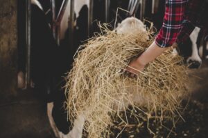 young-woman-working-with-hay-cows-dairy-farm_1150-12767