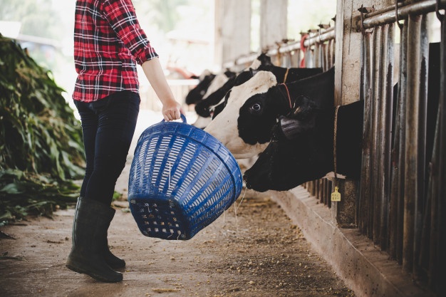 young-woman-working-with-hay-cows-dairy-farm_1150-12772